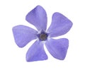 Periwinkle Vinca minor flower isolated on a white background, clipping path, no shadows. Blue periwinkle flower isolated, elemen Royalty Free Stock Photo