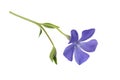 periwinkle Vinca minor flower isolated on a white background, clipping path, no shadows. Blue periwinkle flower isolated, elemen Royalty Free Stock Photo