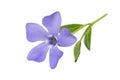 Periwinkle Vinca minor flower isolated on a white background, clipping path, no shadows. Blue periwinkle flower isolated, elemen Royalty Free Stock Photo