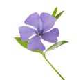 Periwinkle, Vinca minor isolated on white clipping path