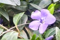 Vinca minor small plants with flowers Royalty Free Stock Photo