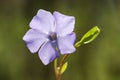 Periwinkle violet flower Vinca minor