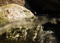 Periwinkles on beach rock