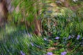 Periwinkles in the forest - circular ICM Intentional Camera Movement