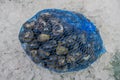 The periwinkles predominate in the small loose stones under which they endure humidity for many hours, they survive at low tide in Royalty Free Stock Photo