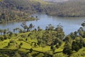 A scene of Periyar lake with tea and nilgiri plantation