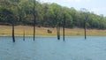 wild elephants across the beautiful Periyar Lake with submerged trees