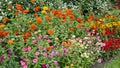 Perk with annual flowers including zinnias