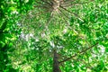 Perk up view and ant view of Yang tall trees.