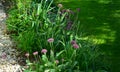 Perk up your early summer style with these fabulous, architectural jewels. Bobbing beautifully throughout planting schemes with ba