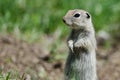 Alert Little Ground Squirrel Standing Guard Over Its Home Royalty Free Stock Photo