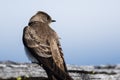 Female Tree Swallow Resting on a Weathered Wooden Fence Rail