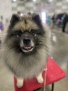 Perky keeshond on top of grooming table