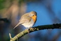 Robin on a moss covered branch