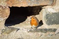 Robin in a recess of an old castle
