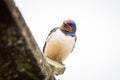 Swallow looking on the edge of a roof