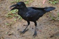 A perky, open-beaked black crow, searching for food, on a wet gravely ground.