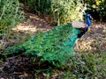 Perky Peacock Royalty Free Stock Photo