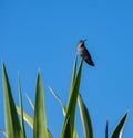 Perky pugnacious hummingbird surveys the surroundings