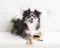 Perky shaggy long-haired chihuahua plays with a squirrel toy on a white futon Royalty Free Stock Photo