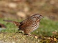 Perky Song Sparrow