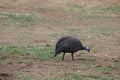 Perlhuhn, Guinea Fowl