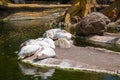 White pelicans at the zoo garden