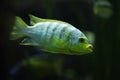 Perlmutt cichlid (Labidochromis sp. perlmutt). Royalty Free Stock Photo