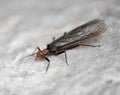 Perlodid stonefly (Perlodidae) Royalty Free Stock Photo