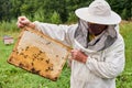 Beekeeper examines the honeycomb frame removed from the hive, holding it in his hands