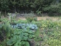 Kitchen garden permaculture vegetables and herbs and fruit trees Royalty Free Stock Photo