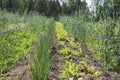 A permaculture field of growing onions and beets