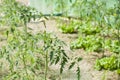 A permaculture field of growing tomatoes between lettuces and dried grass Royalty Free Stock Photo