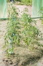 A permaculture field of growing tomatoes between lettuces and dried grass Royalty Free Stock Photo