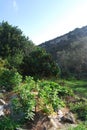 Permaculture Garden