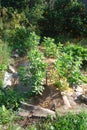 Permaculture Garden