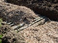 Permaculture trench with wood logs and shredded wood and grass in background