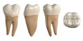 Permanent lower second molar tooth. 3D illustration of the anatomy of the mandibular second molar tooth in buccal, proximal, lingu