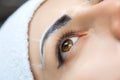 Permanent make-up for eyebrows of beautiful woman with thick brows in beauty salon. Closeup beautician doing  tattooing eyebrow. Royalty Free Stock Photo