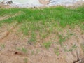 Permanent slope protection with grass using the hydroseed method. The grass is used to stabilize the slope structure and prevent s