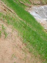 Permanent slope protection with grass using the hydroseed method. The grass is used to stabilize the slope structure and prevent s