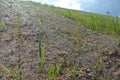 Permanent slope protection with grass using the hydroseed method. The grass is used to stabilize the slope structure and prevent s