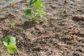 Permanent slope protection with grass using the hydroseed method. The grass is used to stabilize the slope structure and prevent s