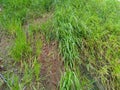 Permanent slope protection with grass using the hydroseed method. The grass is used to stabilize the slope structure and prevent s