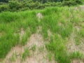 Permanent slope protection with grass using the hydroseed method. The grass is used to stabilize the slope structure and prevent s