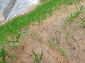 Permanent slope protection with grass using the hydroseed method. The grass is used to stabilize the slope structure and prevent s