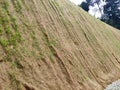 Permanent slope protection using the close turfing method to prevent erosion. Royalty Free Stock Photo