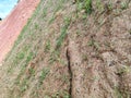 Permanent slope protection using the close turfing method to prevent erosion. Royalty Free Stock Photo