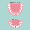 Permanent teeth and baby teeth