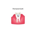 Permanent teeth in the gums. Children cartoon style. Infographics. Vector illustration on isolated background